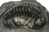 Detailed Pedinopariops Trilobite - Mrakib, Morocco #348140-1